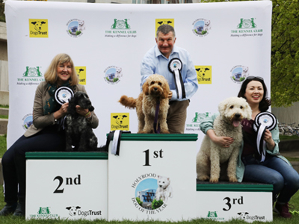 3 dogs stood on podium