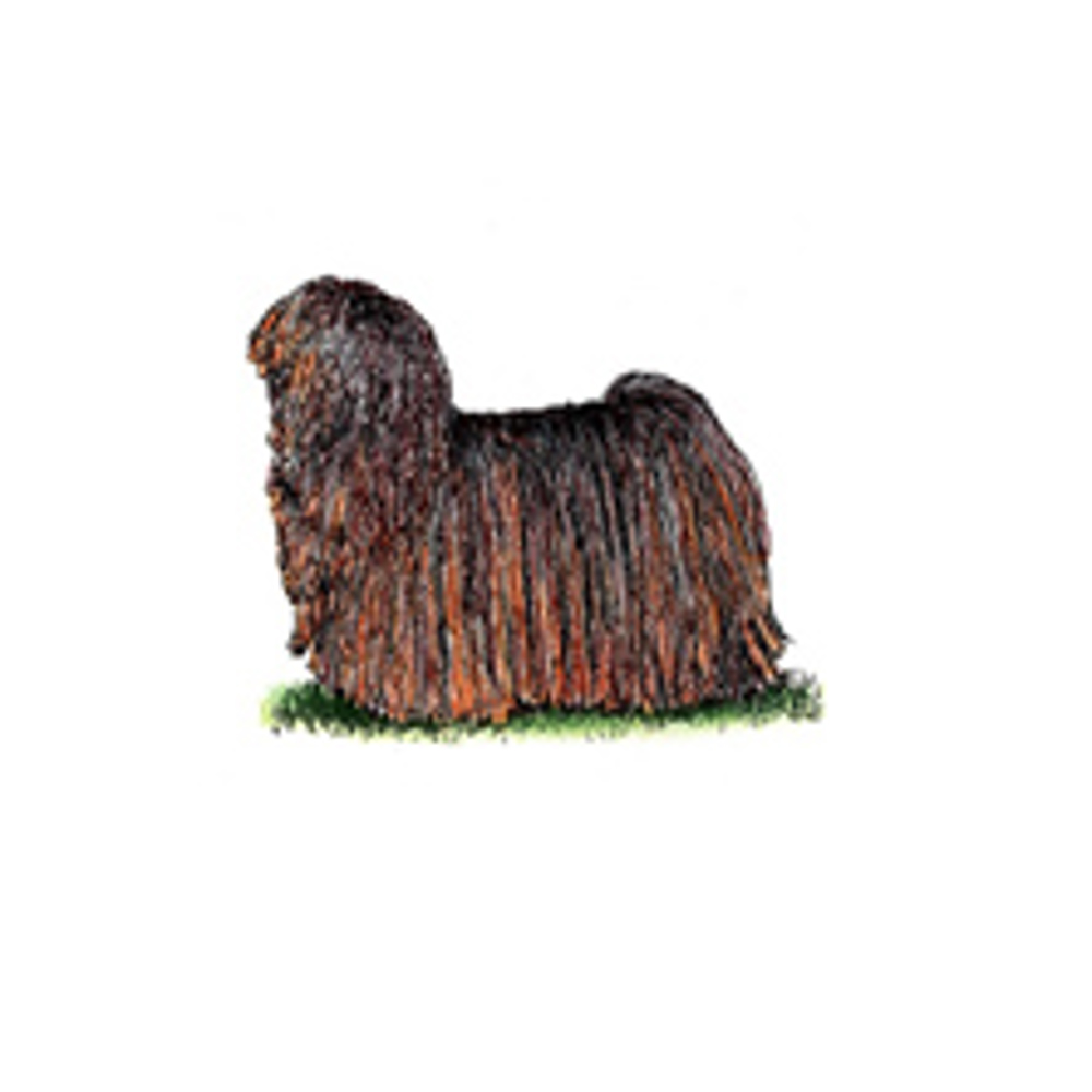 Hungarian Puli illustration