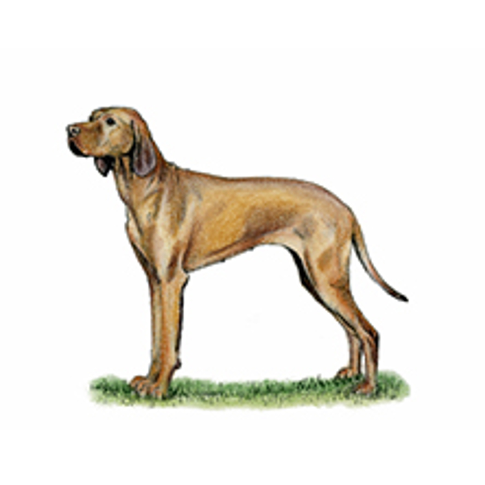 Hungarian Vizsla illustration