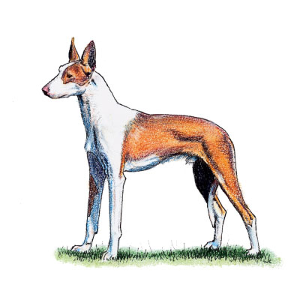 Ibizan Hound illustration