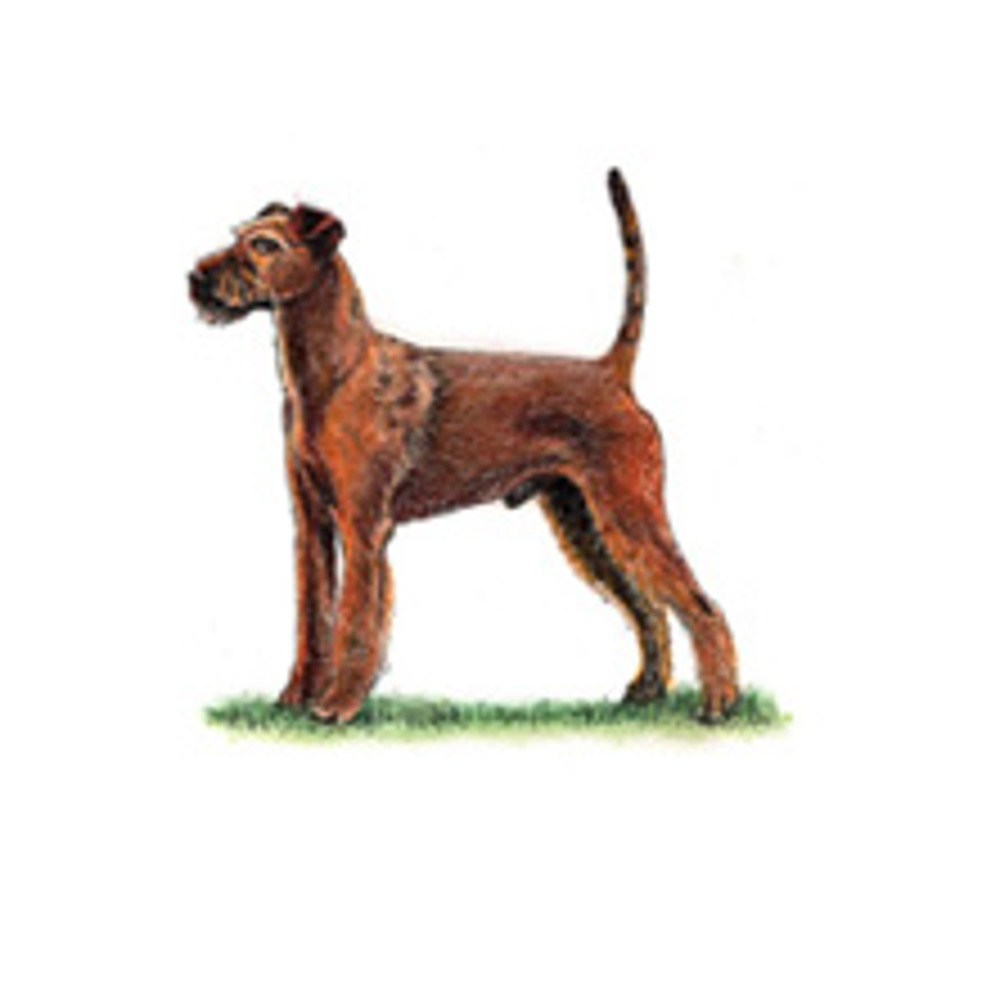 Irish Terrier illustration