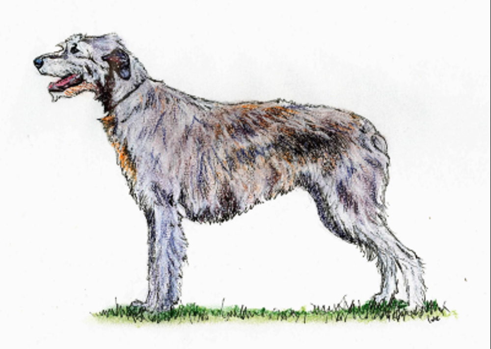 Irish Wolfhound illustration