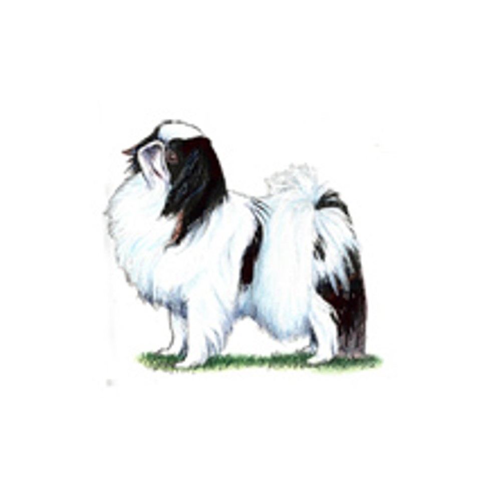 Japanese Chin illustration