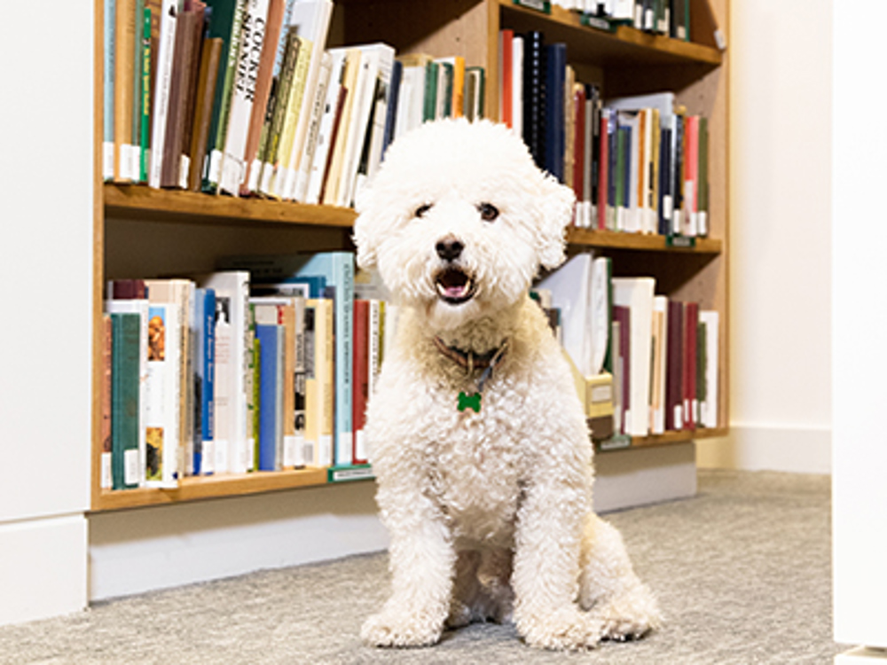 Dog sat on floor near book case