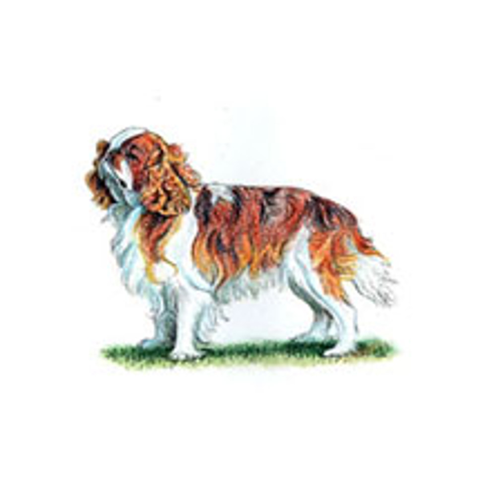 King Charles Spaniel illustration