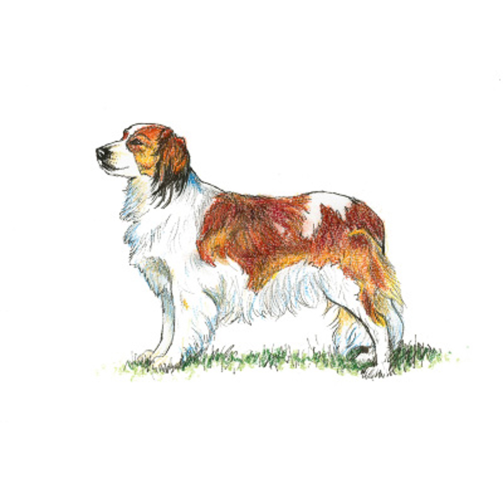 Kooikerhondje illustration