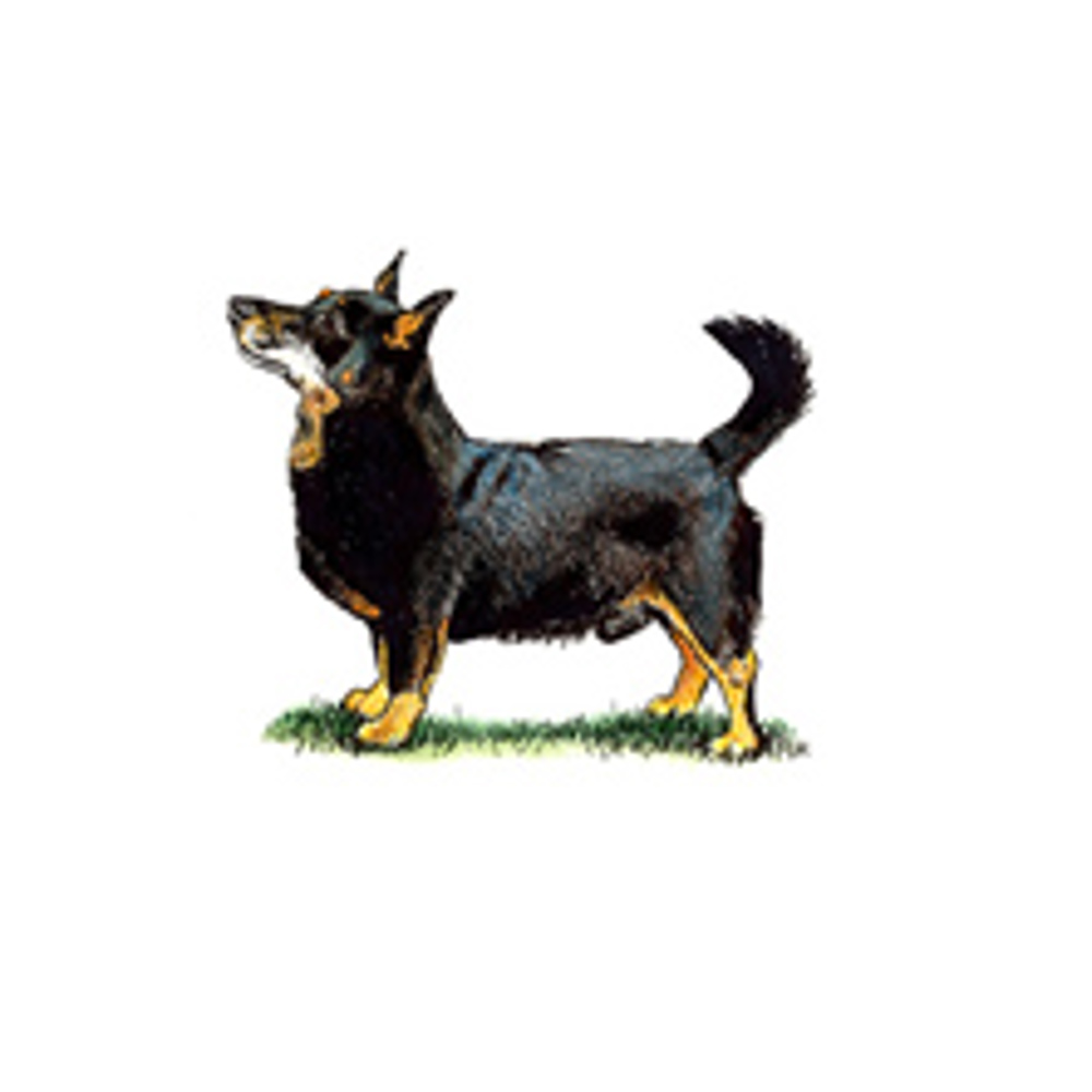 Lancashire Heeler illustration