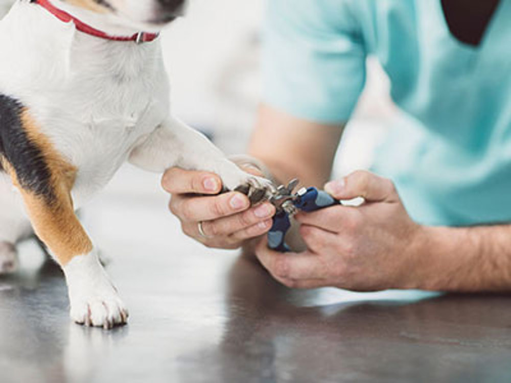 Dogs nails being cut