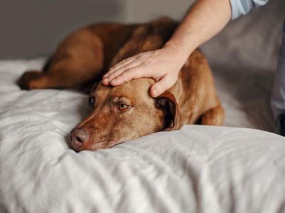 Dog being stroked by owner