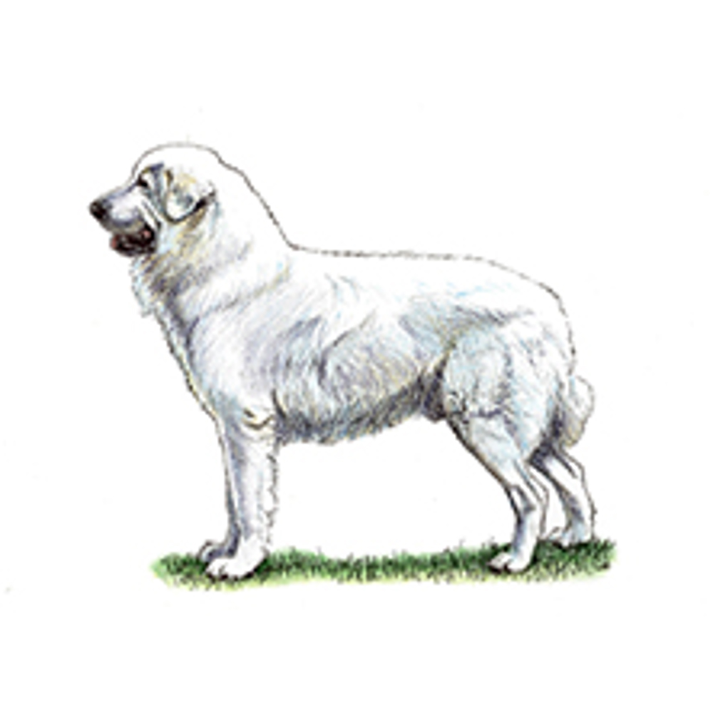 Maremma Sheepdog illustration resized