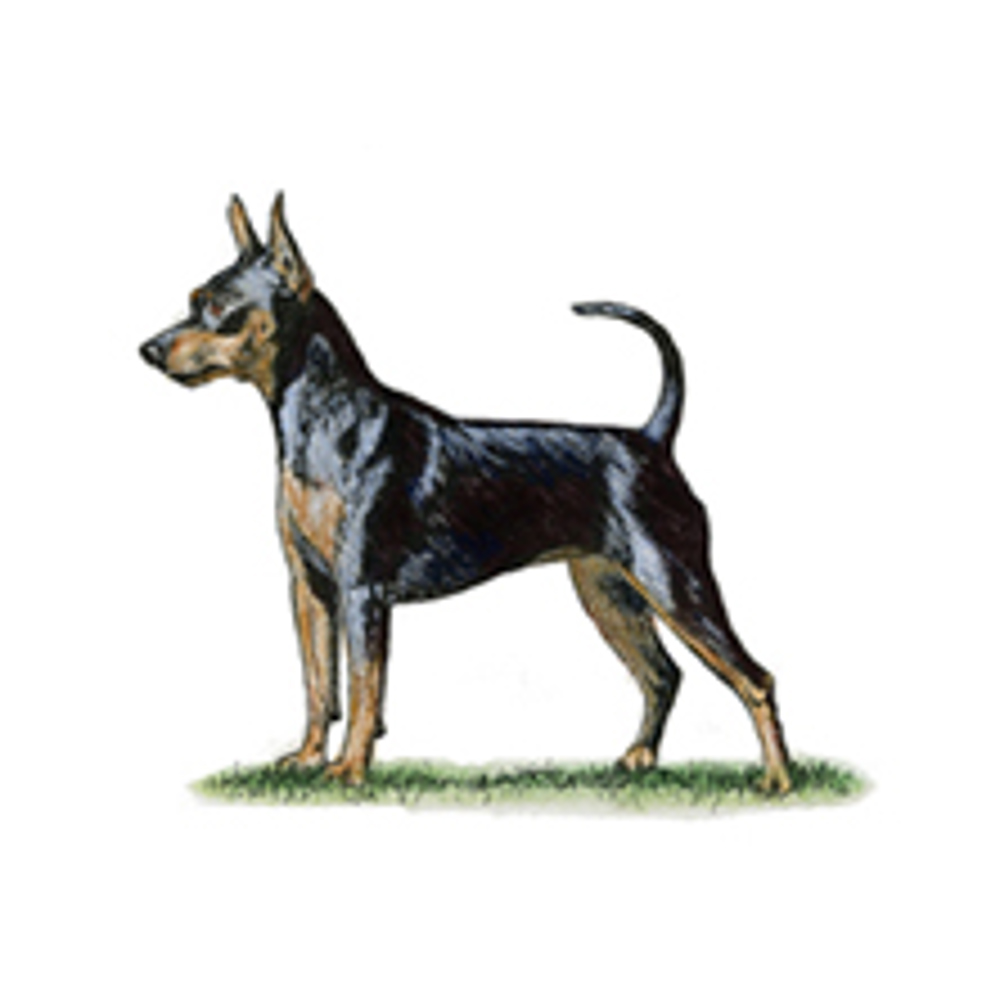 Miniature Pinscher illustration