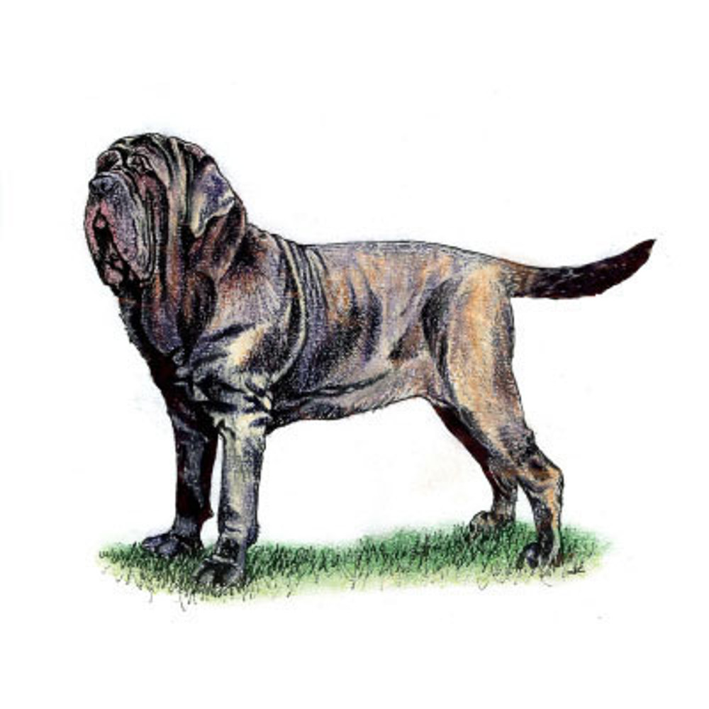 Neopolitan Mastiff