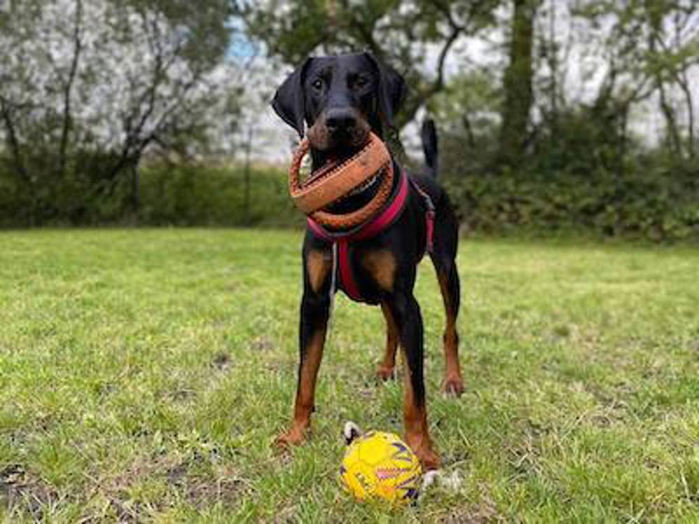 Arlo the dog standing on grass with his ball