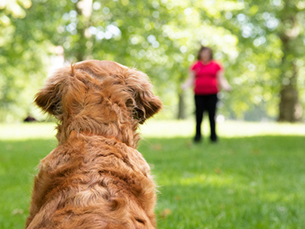 Retriever looking at owner wearing red