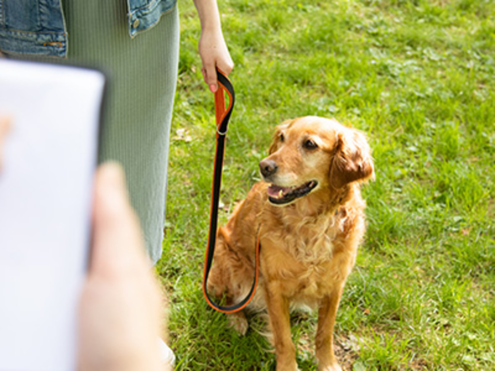 Retriever sat beside owner