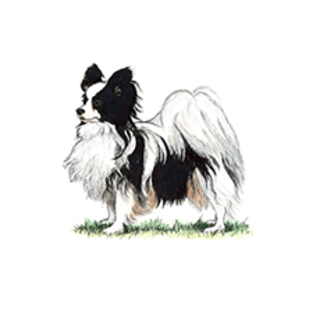 Papillon illustration