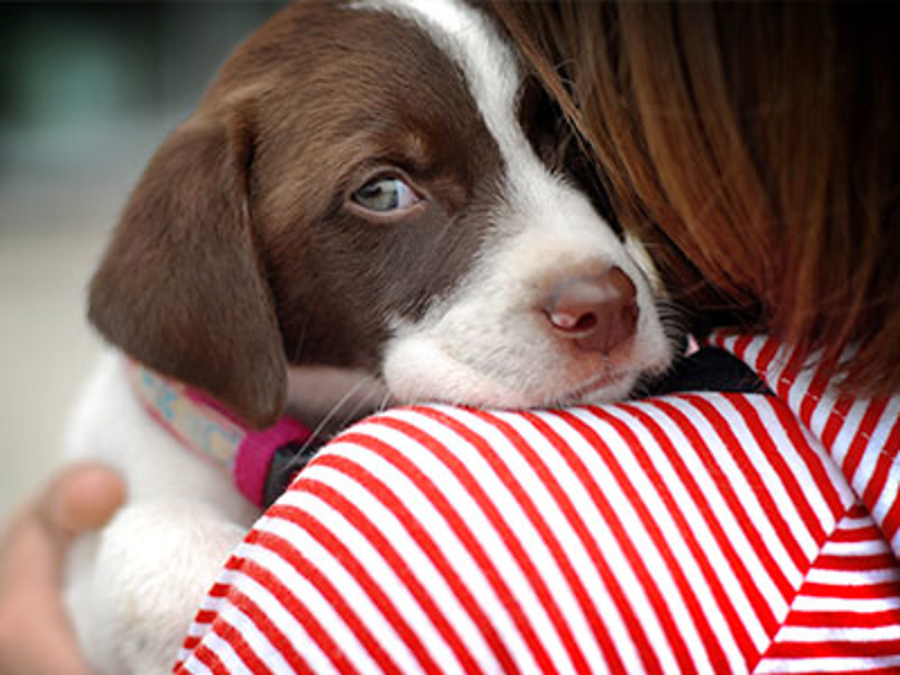 Puppy looking over the shoulder of owner