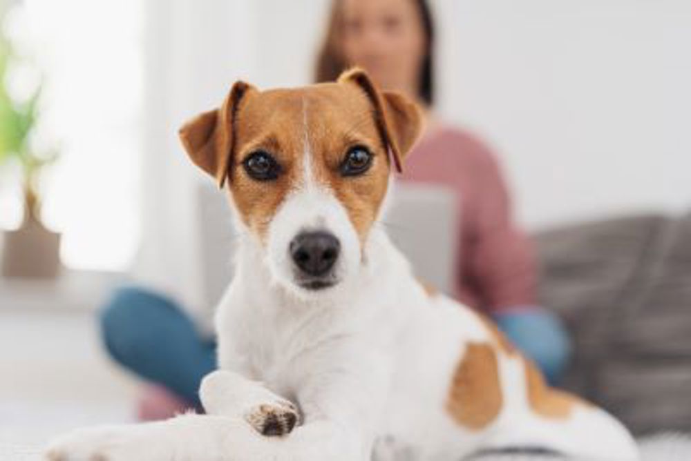 Dog laying on sofa with owner