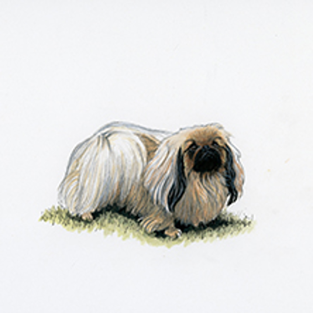 Pekingese illustration