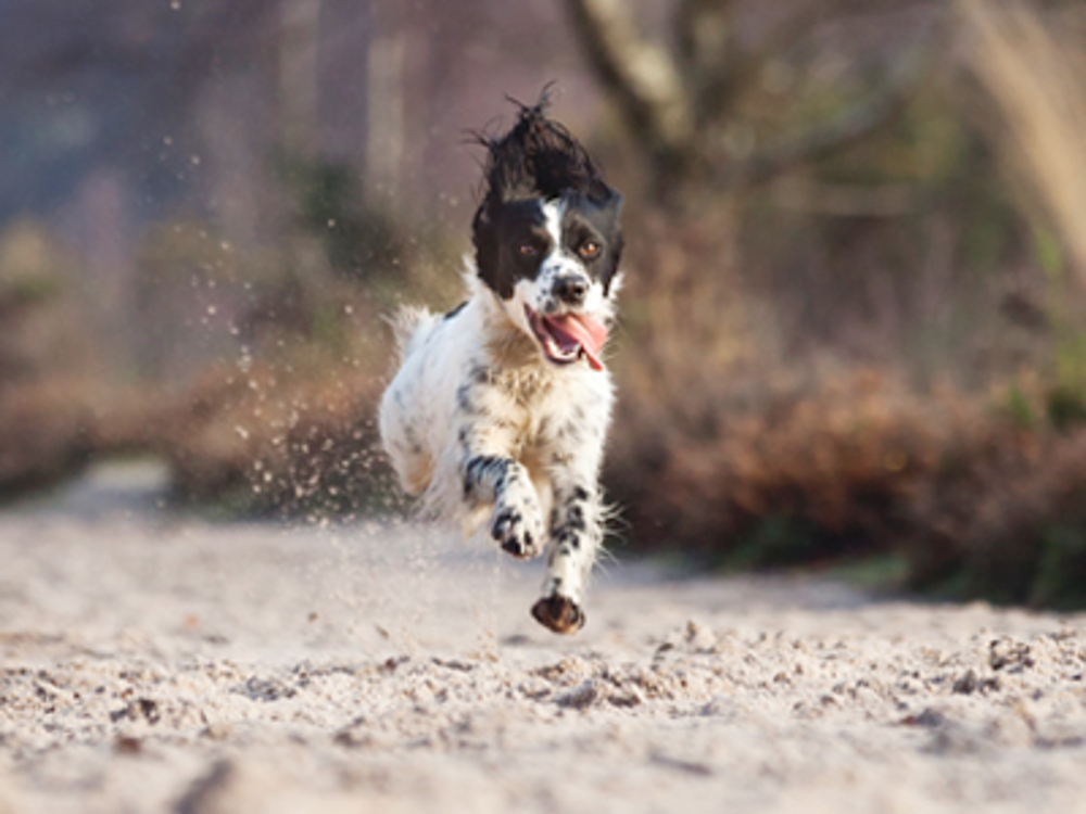 Spaniel running