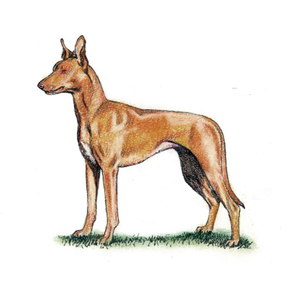 Pharaoh Hound illustration