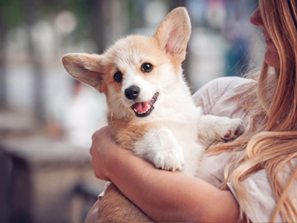 Pembroke Cardigan Corgi in arms of blonde lady