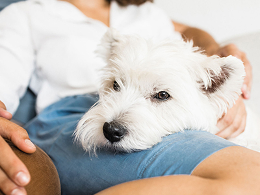 Dog laying on owners legs