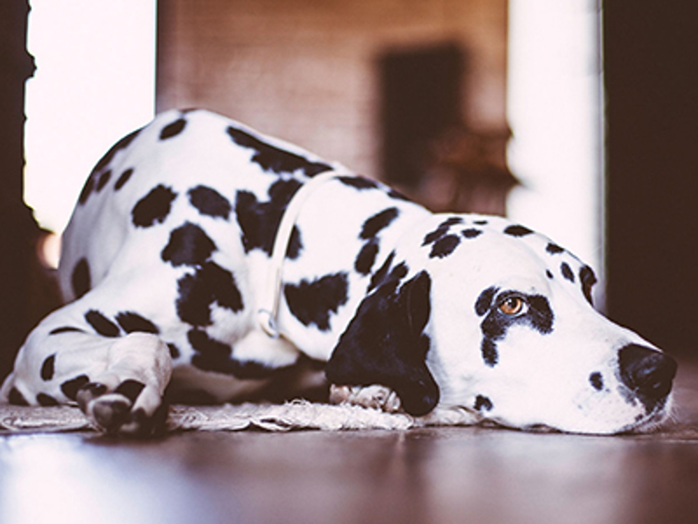 Dalmatian laying on floor