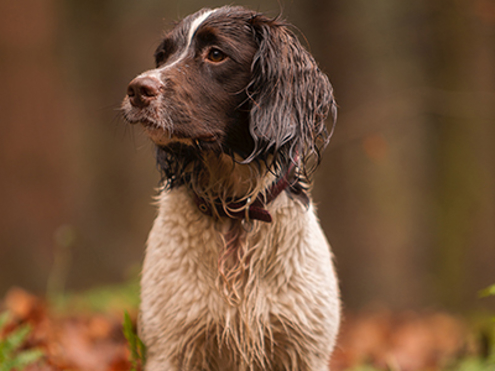 Spaniel sat in forest