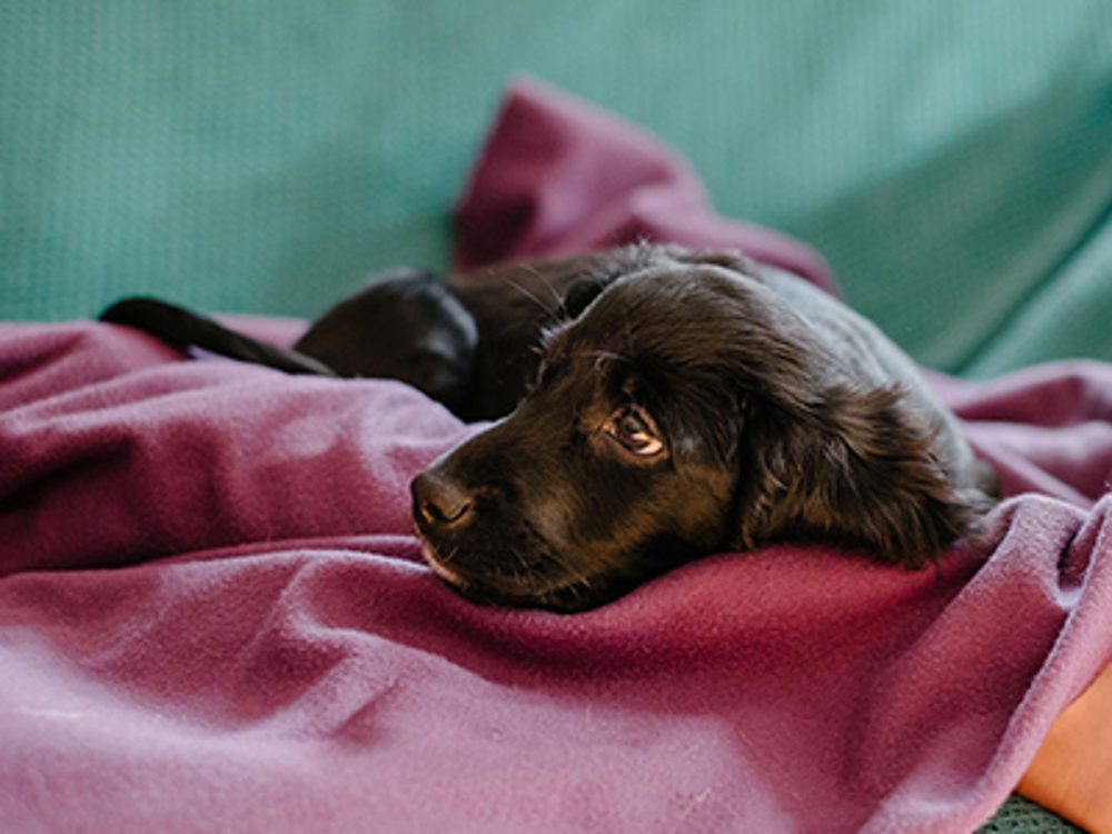 Puppy laying on pink blanket