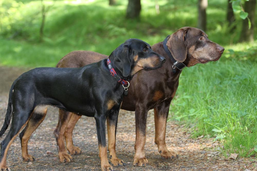 Polish Hunting Dogs. Photo Maryla Wic