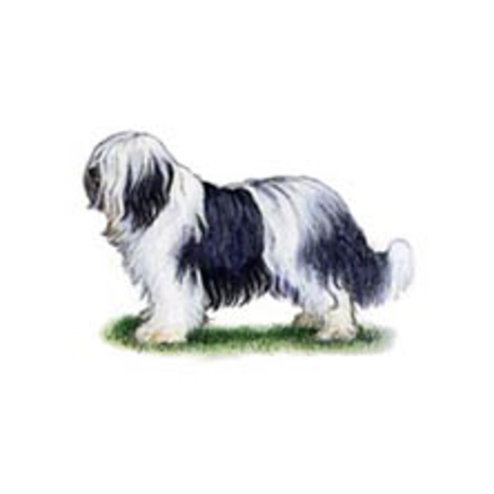 Polish Lowland Sheepdog illustration