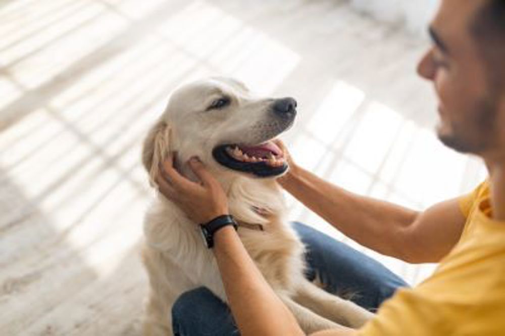 Golden retriever looking at owner