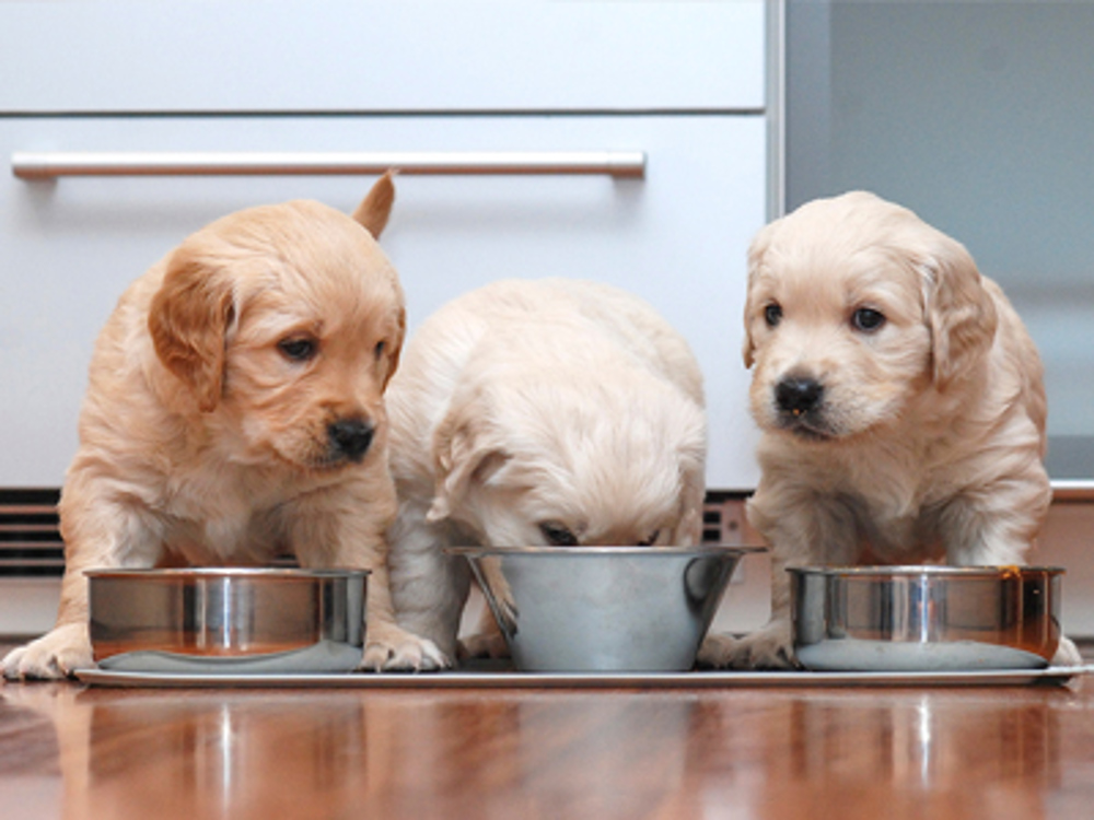 Three puppies in a row