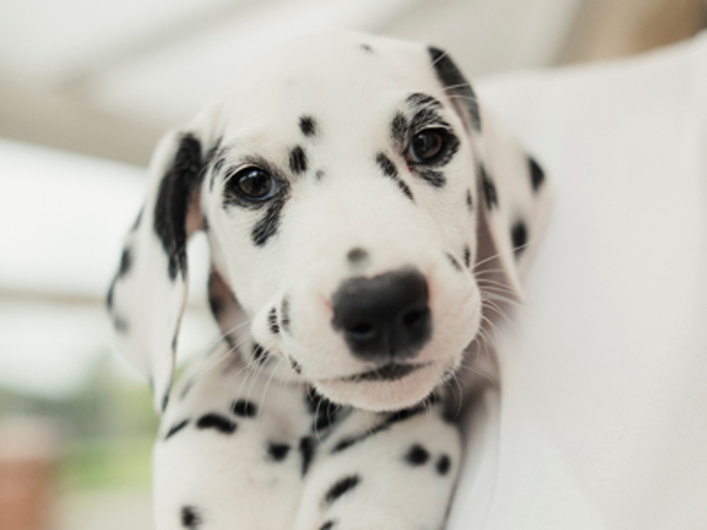 Dalmatian looking at camera