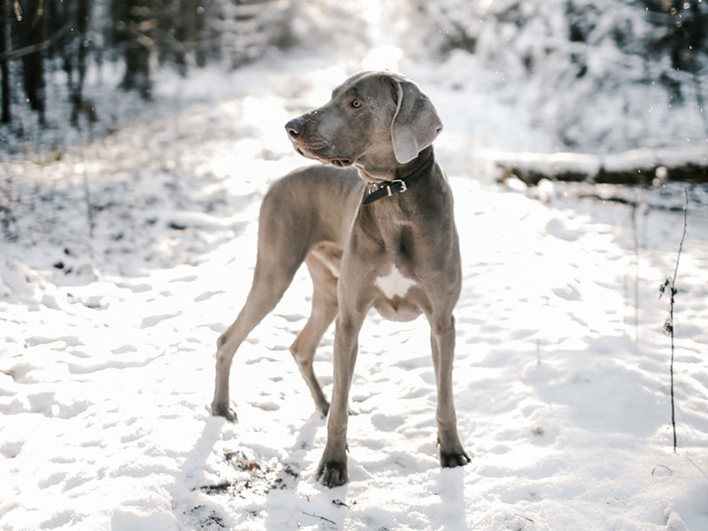 Weimaraner stood in forest with snow on ground