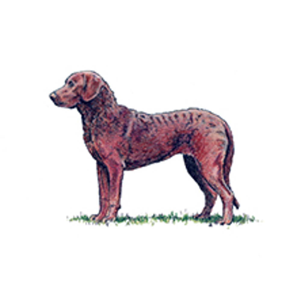 Retriever (Chesapeake Bay) illustration