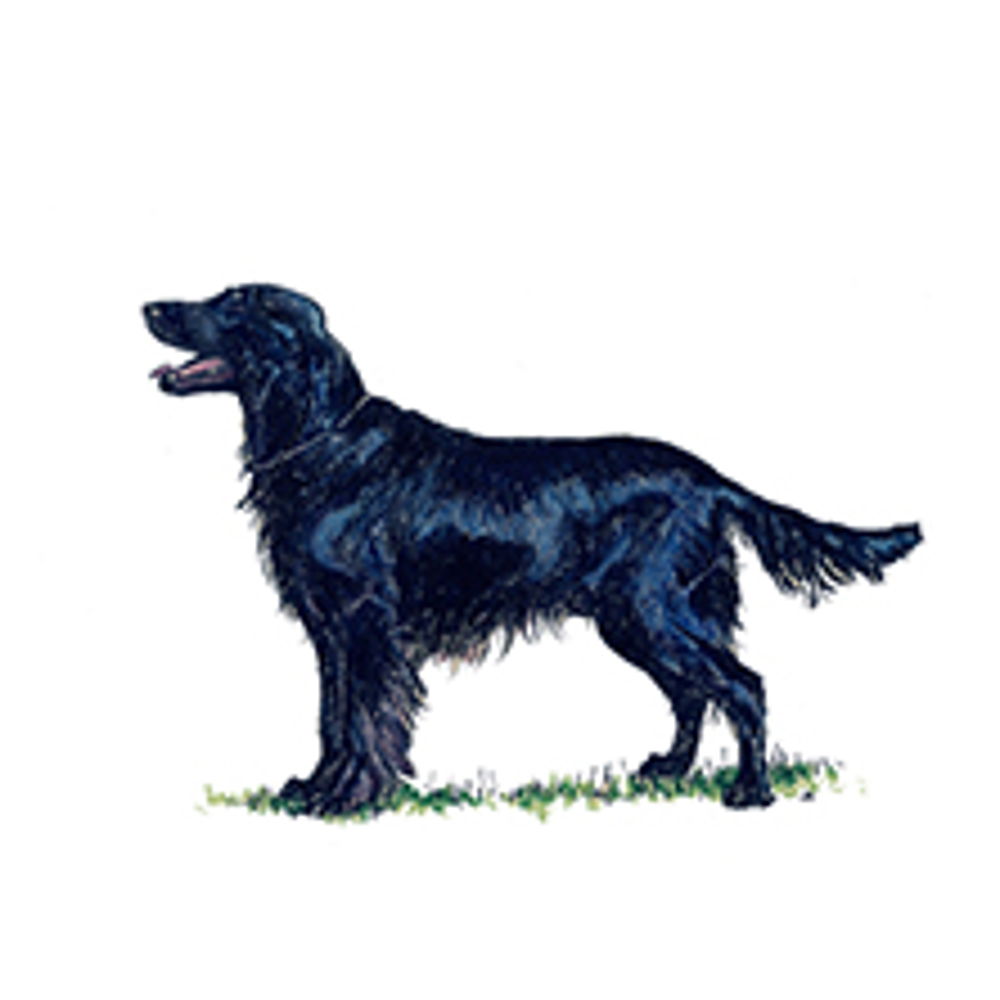 Retriever (Flat coated) illustration