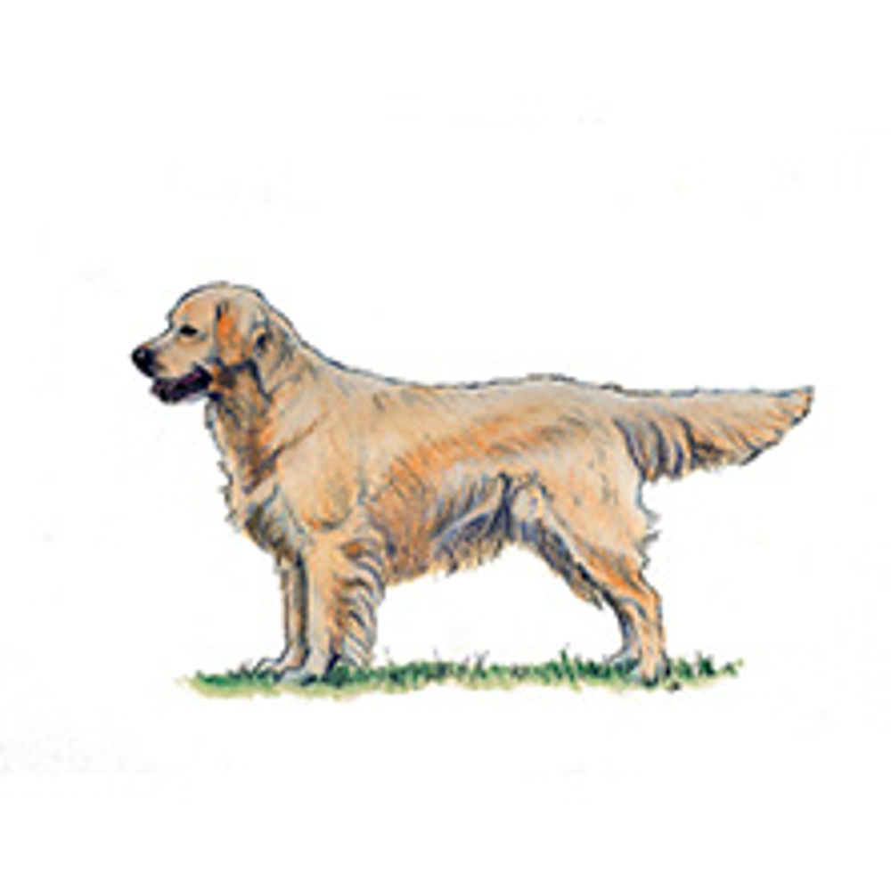 Retriever (Golden) illustration