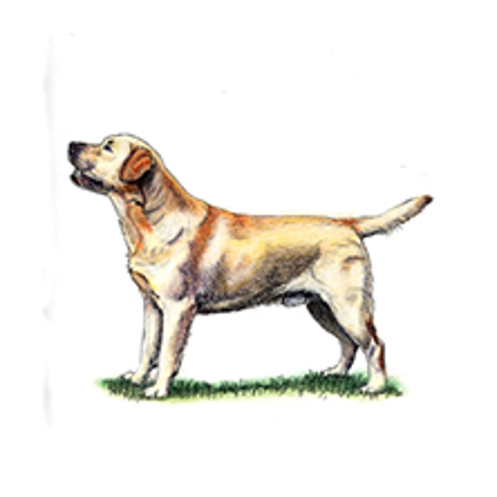 Retriever (Labrador) illustration