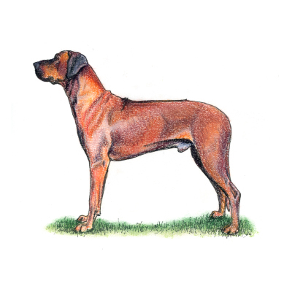 Rhodesian Ridgeback illustration