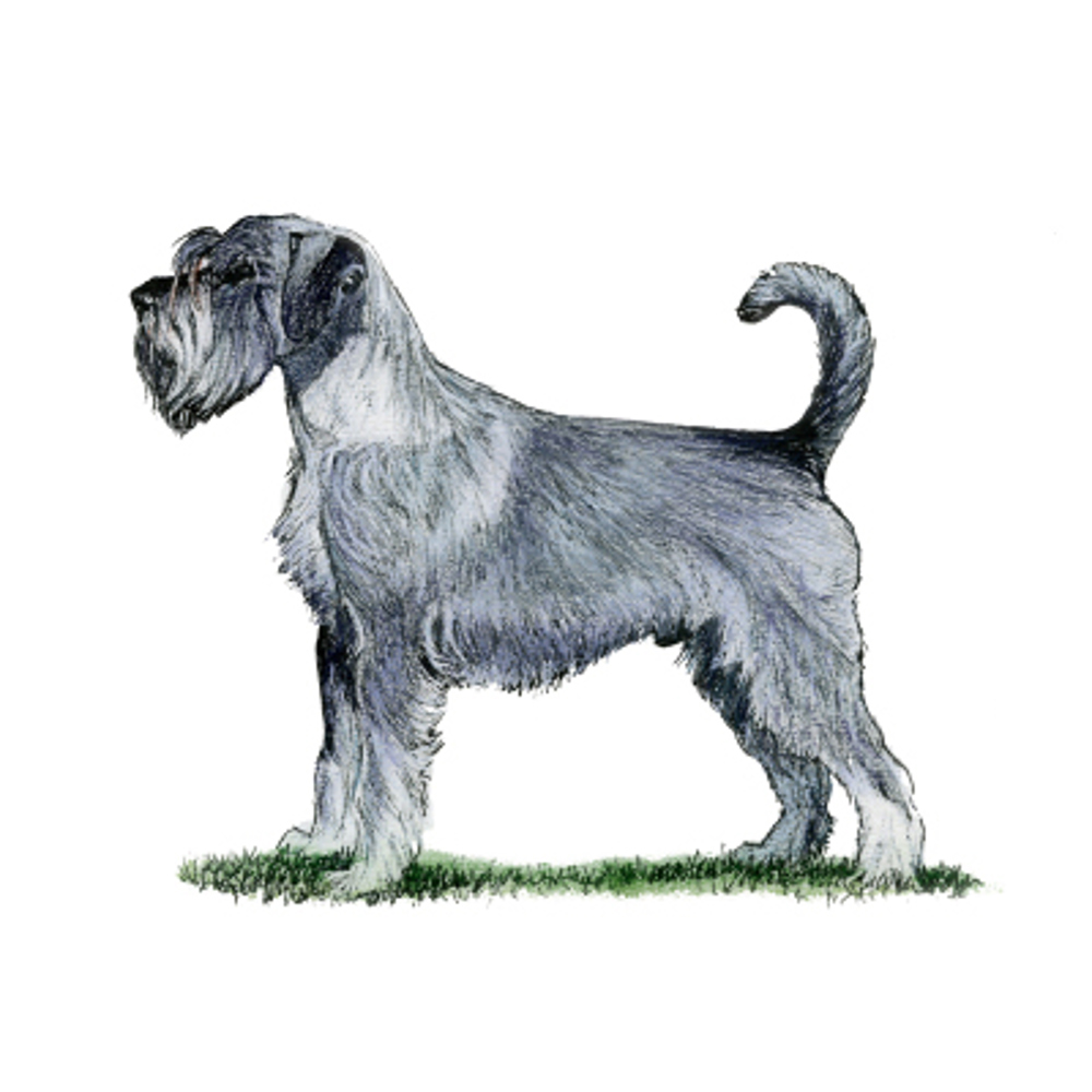 Schnauzer illustration