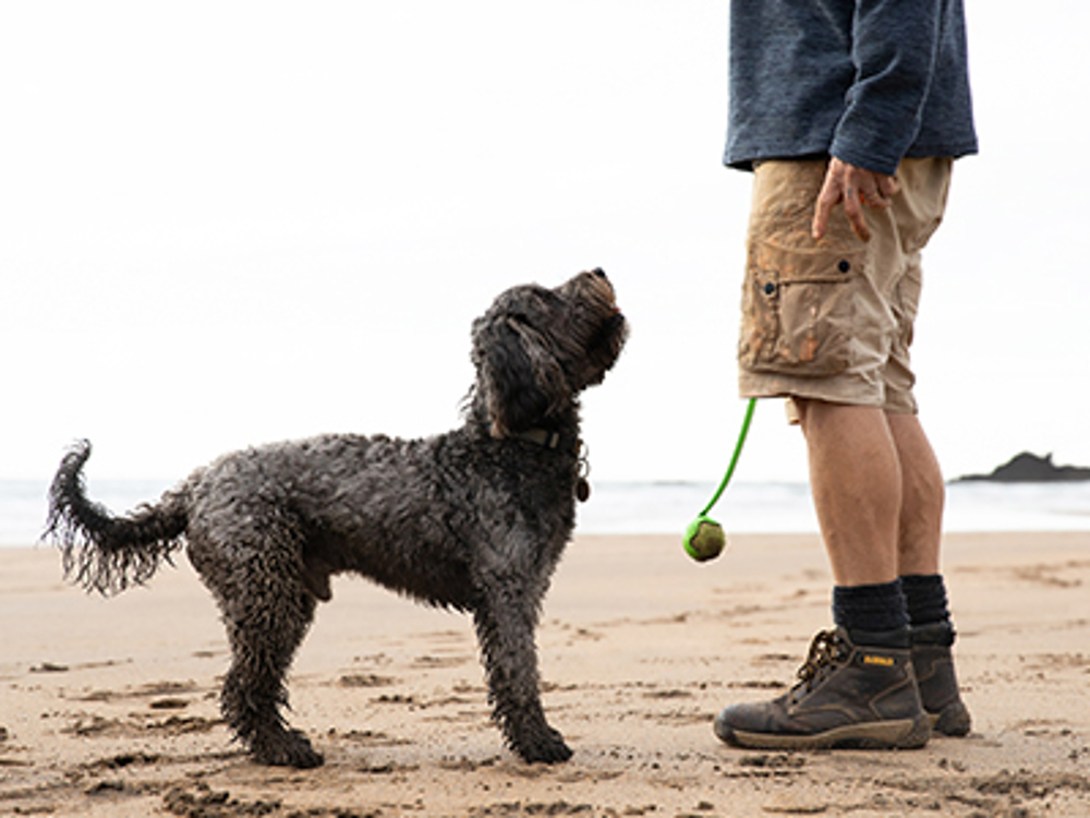 Dog on beaching waiting to play with ball