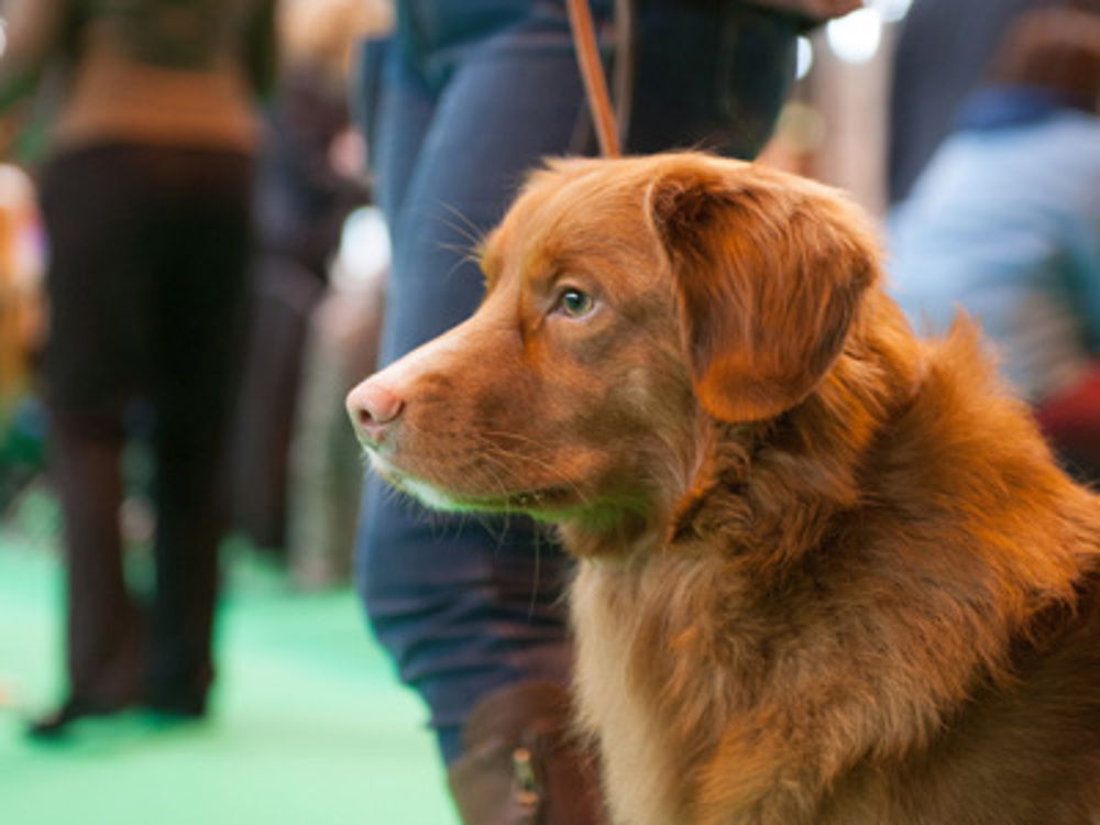 Nova Scotia at a dog show