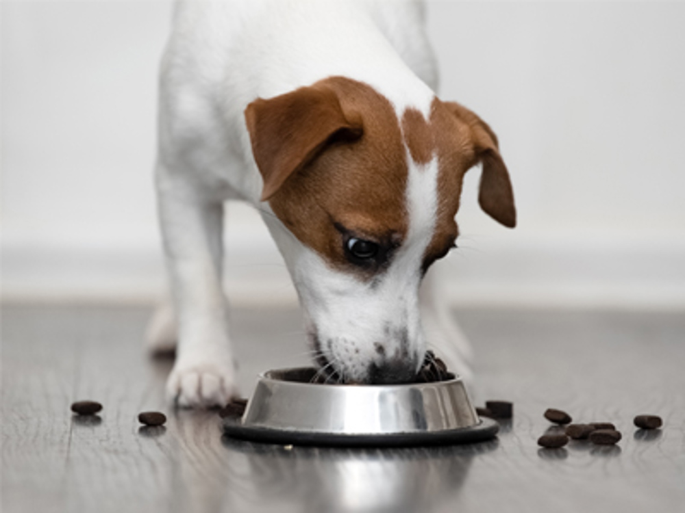 Jack Russell eating food