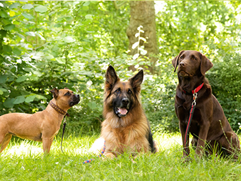 Three dogs sat and laying down together