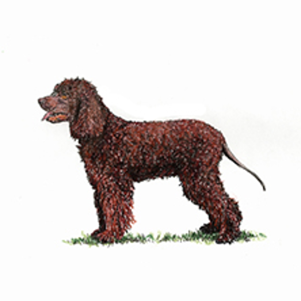 Spaniel (Irish Water) illustration