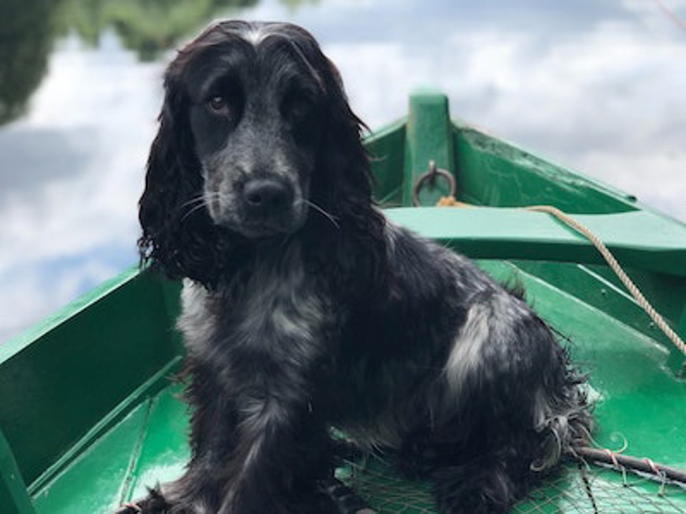 Cocker Spaniel sitting on a boat