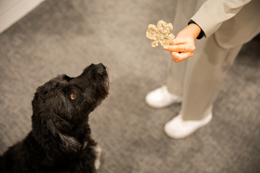 Dog sitting waiting for treat