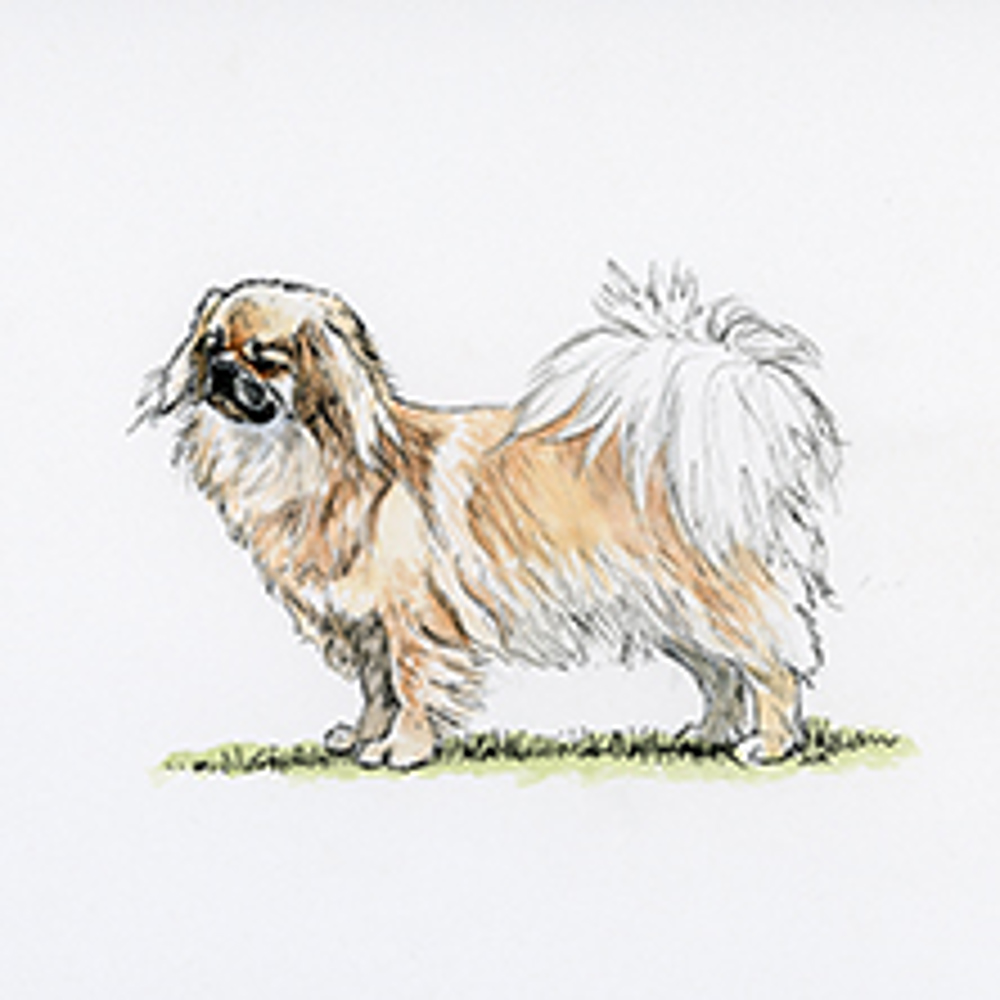 Tibetan Spaniel illustration